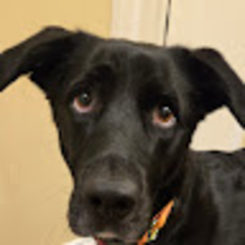 Meet your Posher, Alice